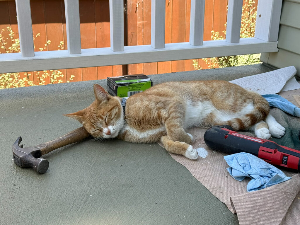 sleeping cat on porch