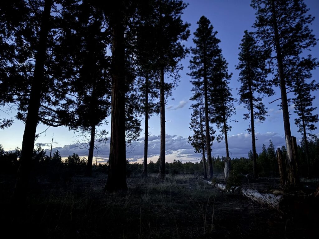 forest sunset